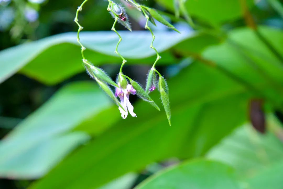 DSC0235.JPG 圖片